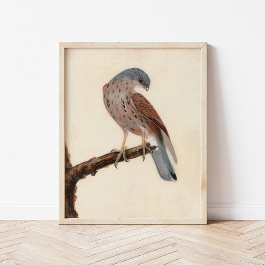 Poster Falcon Hen Kestrel | William Lewin