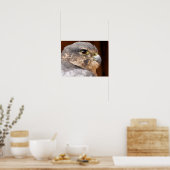 POSTER FALCON MERLIN OISEAU DE PROIE (Cuisine)