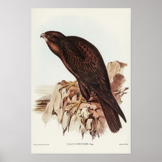 Poster Falcon noir par Elizabeth Gould (Devant)