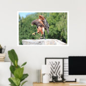 Poster Falconry Harris Hawk avec Jesses (Bureau à domicile)