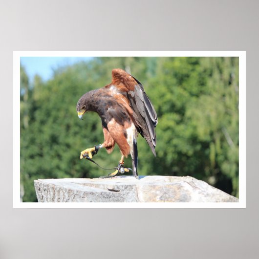 Poster Falconry Harris Hawk avec Jesses (Devant)