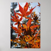 Poster Fall Leaves (Devant)