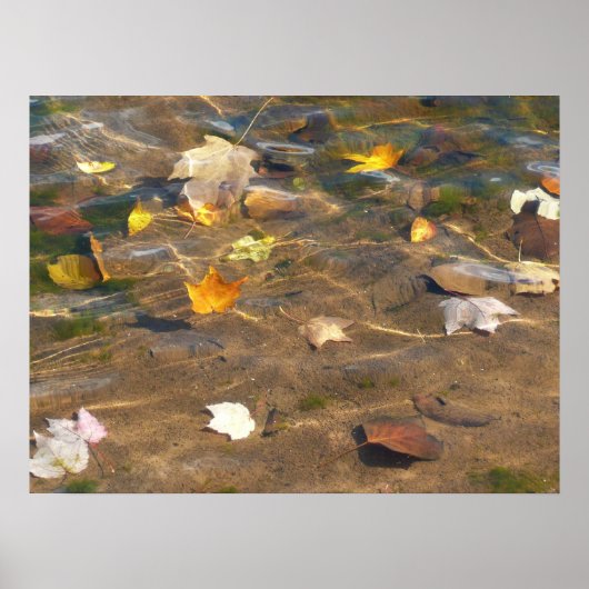 Poster Fall Leaves in Pond Water Nature Photography (Devant)