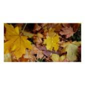 Poster Fallen Maple Feuille Jaune Automne Nature (Devant)