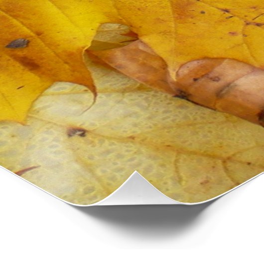 Poster Fallen Maple Feuille Jaune Automne Nature (Coin)