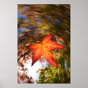 Poster Falling Leaf de l'arbre en automne