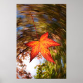 Poster Falling Leaf d'un arbre en automne (Devant)