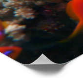 Poster Fameuse sirène (Coin)