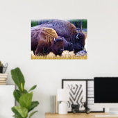 Poster Famille American Bison (Bureau à domicile)