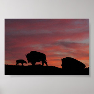 Poster Famille Bison