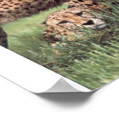 Poster Famille Cheetah (Coin)
