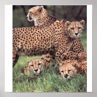 Poster Famille Cheetah