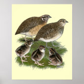 Poster Famille Coturnix Quail (Devant)