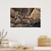 Poster Famille Cougar (Cuisine)