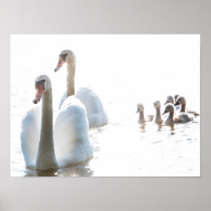 Poster Famille Cygne Blanc avec Cygnets Pêle-Mêle Faune P