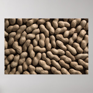 Poster Famille d'arachide