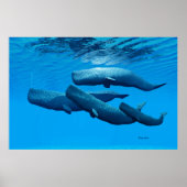 Poster Famille de baleines de Sperm (Devant)