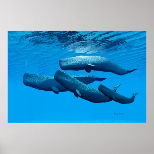 Poster Famille de baleines de Sperm (Devant)