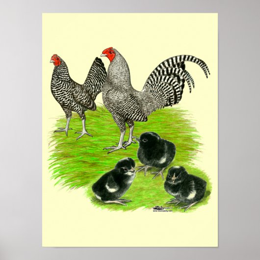 Poster Famille de Bantam barré de vieil anglais (Devant)