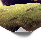 Poster Famille de Buffalo Américain (Bison) (Coin)