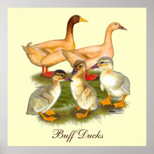 Poster Famille de canards Buff Orpington