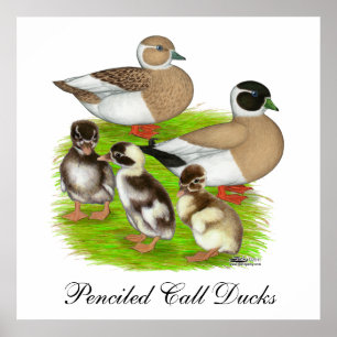 Poster Famille de canards Call à plumage crayonné