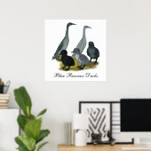 Poster Famille de canards coureurs bleus (Bureau à domicile)