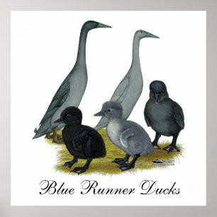 Poster Famille de canards coureurs bleus