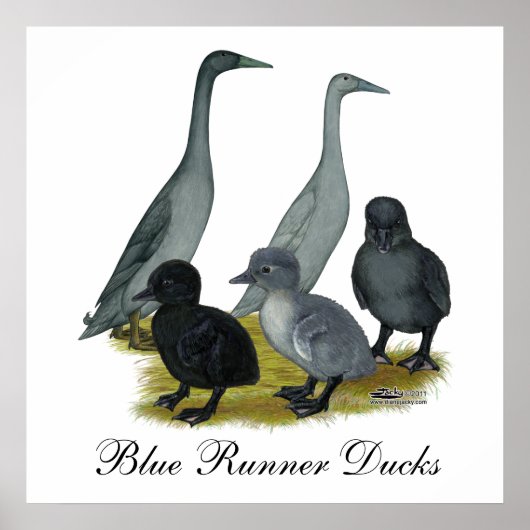 Poster Famille de canards coureurs bleus (Devant)