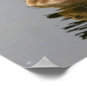 Poster Famille de canards sauvages (Coin)