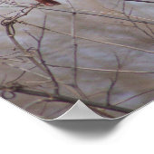 Poster Famille de cardinal (Coin)