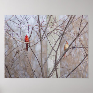 Poster Famille de cardinal