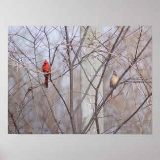 Poster Famille de cardinal