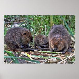Poster Famille de castors