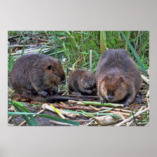 Poster Famille de castors (Devant)