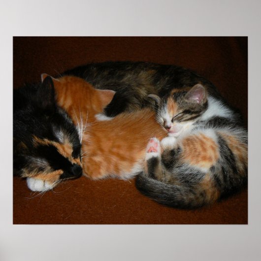 Poster Famille de chatons endormis (Devant)