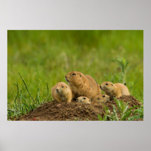 Poster Famille de chiens des Prairies à Den