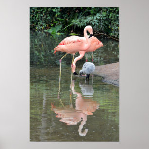 Poster Famille de flamants en maraude