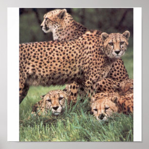 Poster Famille de guépard