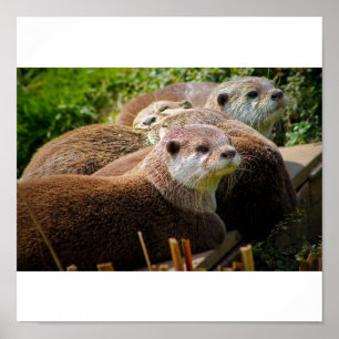 Poster Famille de loutres