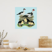 Poster Famille de muscovy de canards noirs (Cuisine)