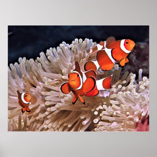 Poster Famille de poissons clowns (Devant)