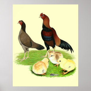 Poster Famille de poulet Aseel Wheaten