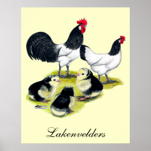Poster Famille de poulet Lakenvelder