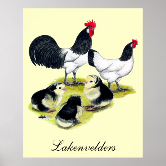 Poster Famille de poulet Lakenvelder (Devant)