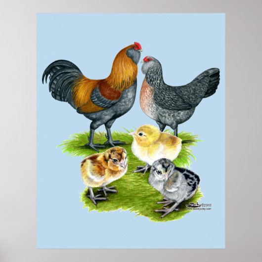 Poster Famille de poulets Ameraucana (Devant)