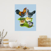 Poster Famille de poulets Ameraucana (Cuisine)