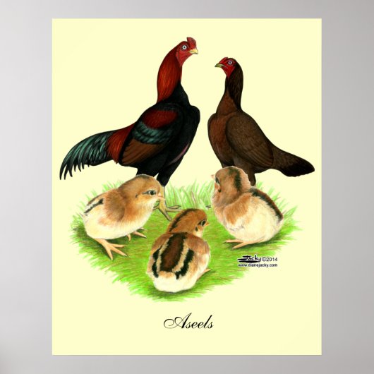 Poster Famille de poulets Aseel Black Red (Devant)