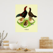 Poster Famille de poulets Aseel Black Red (Cuisine)
