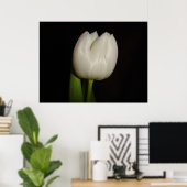 Poster Famille de tulipes blanches : Liliacées, Espèce :  (Bureau à domicile)